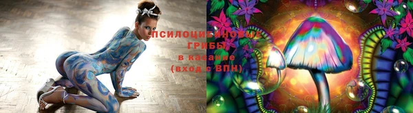 крисы Алзамай